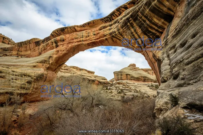 : Sipapu Bridge, natural arch, Natural Bridges National : Sipapu Bridge, natural arch, Natural Bridges National