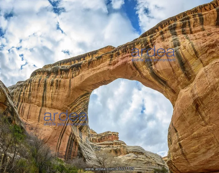 : Sipapu Bridge, natural arch, Natural Bridges National : Sipapu Bridge, natural arch, Natural Bridges National