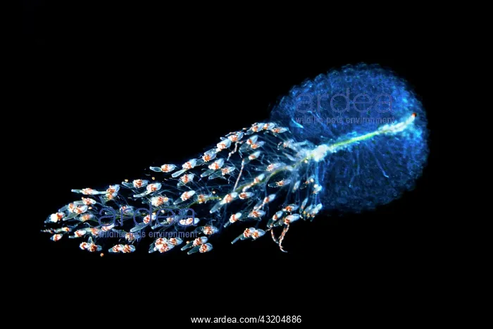 : Siphonophore (Forskalia tholoides). Pelagic micro : Siphonophore (Forskalia tholoides). Pelagic micro