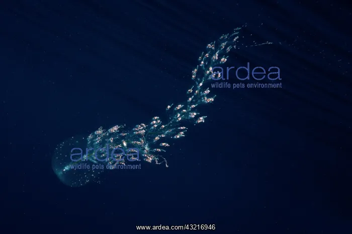 : Siphonophore (Forskalia tholoides). Pelagic micro : Siphonophore (Forskalia tholoides). Pelagic micro