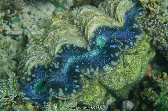 : Siphons and mantle of Small Giant Clam - NusaBay Menjangan H : Siphons and mantle of Small Giant Clam - NusaBay Menjangan H
