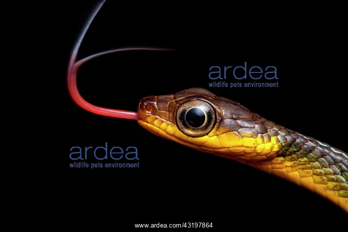 : Sipo (Chironius sp) portrait, Kaw, French Guiana : Sipo (Chironius sp) portrait, Kaw, French Guiana