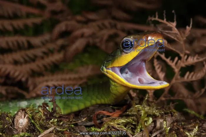 : Sipo Snake (Chironius exoletus) captive : Sipo Snake (Chironius exoletus) captive