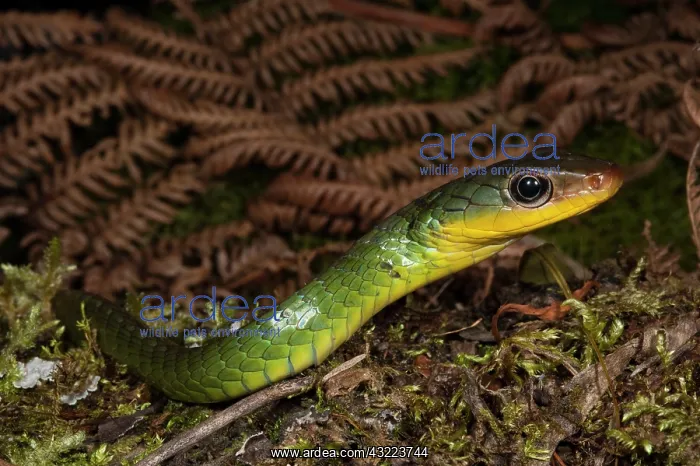 : Sipo Snake (Chironius exoletus) captive : Sipo Snake (Chironius exoletus) captive