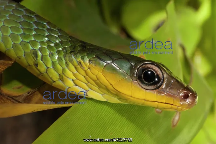 : Sipo Snake (Chironius exoletus) captive : Sipo Snake (Chironius exoletus) captive
