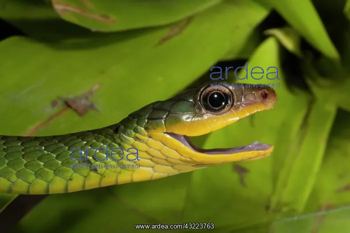 : Sipo Snake (Chironius exoletus) captive : Sipo Snake (Chironius exoletus) captive