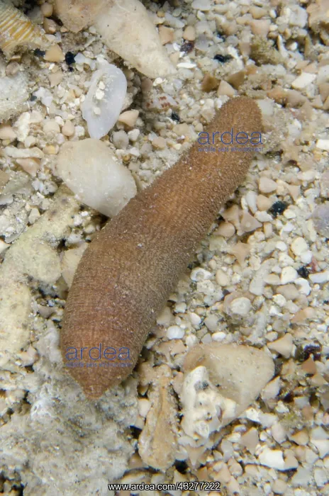 : Sipunculid Worm - NusaBay Menjangan Hotel house reef, West B : Sipunculid Worm - NusaBay Menjangan Hotel house reef, West B