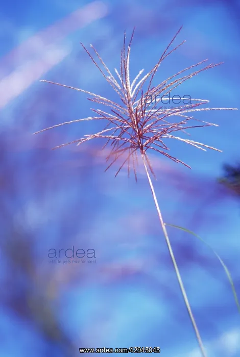  : Siren Japanese Silvergrass