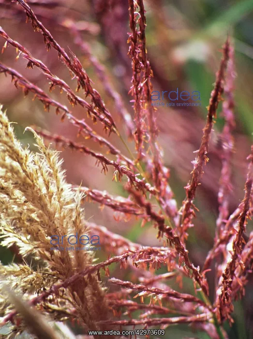 : Siren Japanese Silvergrass : Siren Japanese Silvergrass