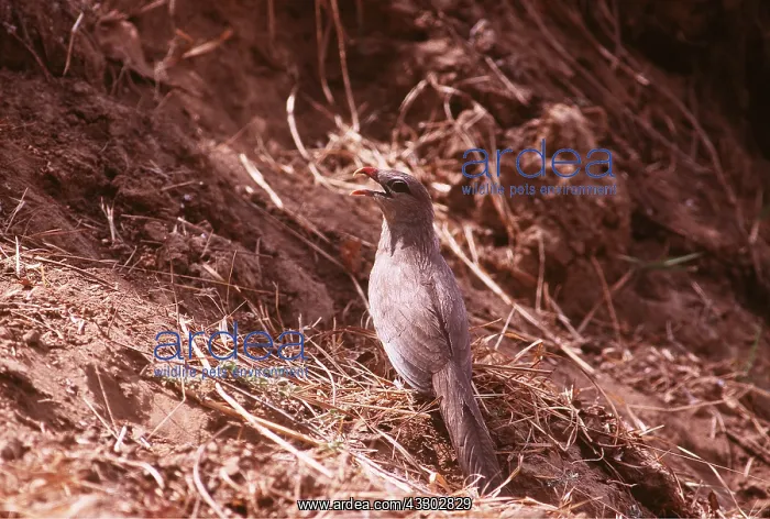 : SIRKEER MALKOHA - on ground : SIRKEER MALKOHA - on ground