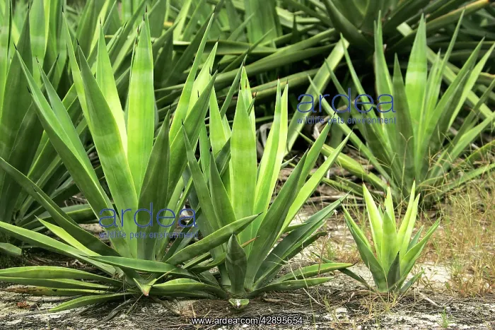 : Sisal.. Cosmoledo Lagoon. Seychelles - Indian Ocean : Sisal.. Cosmoledo Lagoon. Seychelles - Indian Ocean