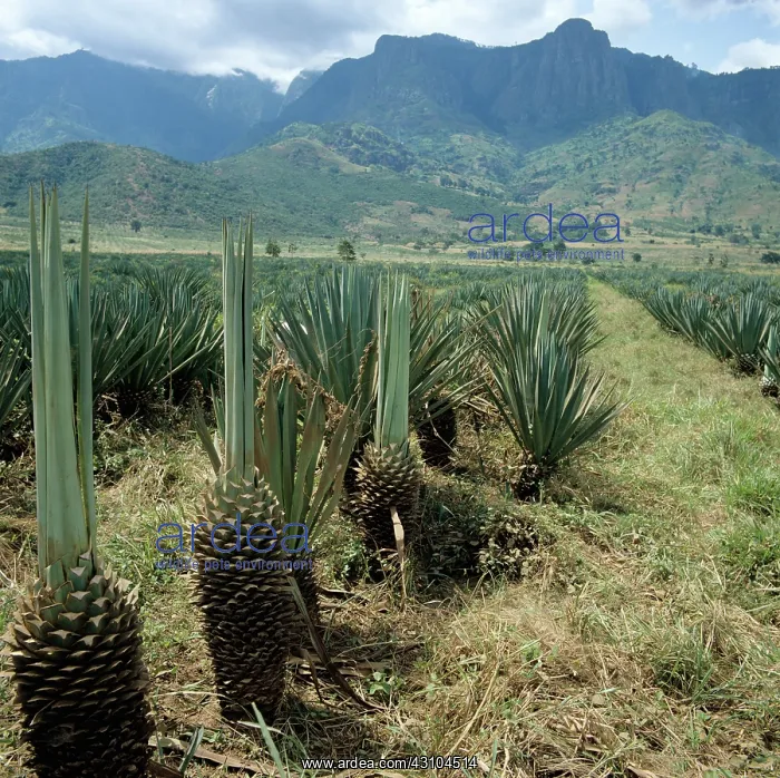 : A sisal plantation : A sisal plantation
