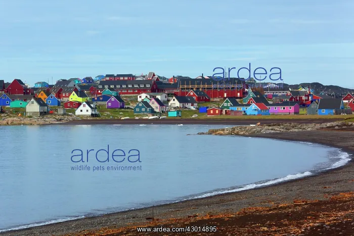 : Sisimiut colourful houses along coastal edge Summer : Sisimiut colourful houses along coastal edge Summer
