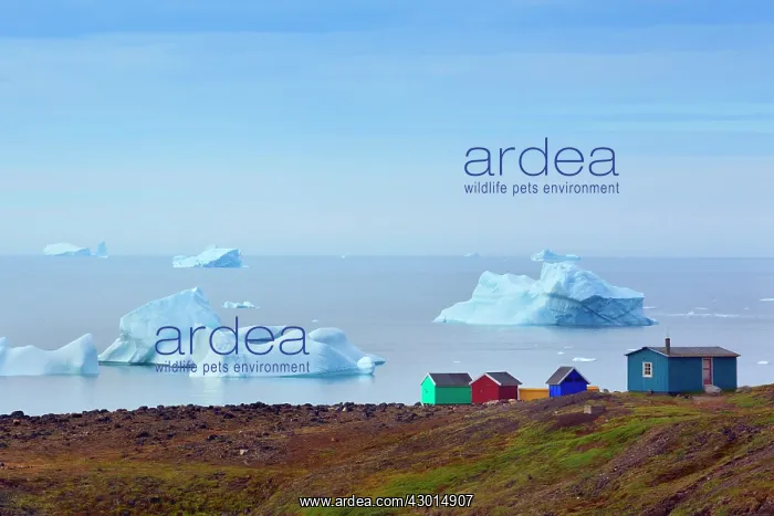  : Sisimiut colourful houses with icebergs