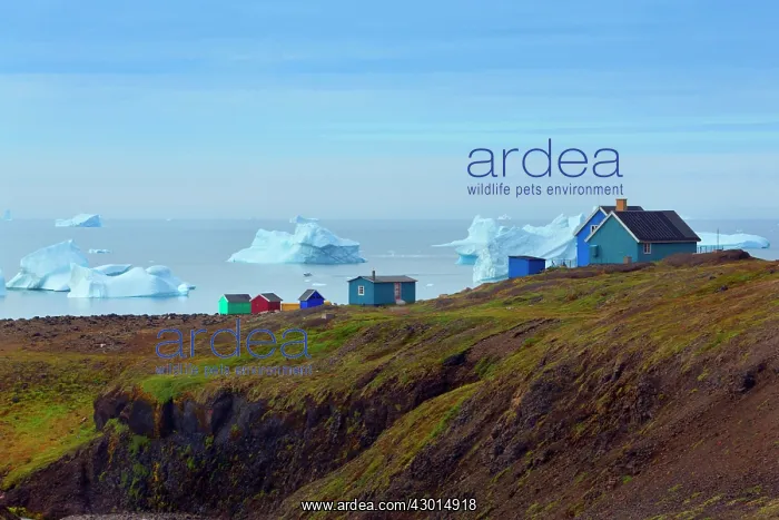  : Sisimiut colourful houses with icebergs