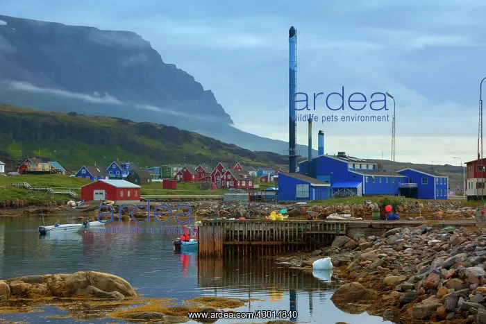 : Sisimiut Harbour by colourful houses Summer : Sisimiut Harbour by colourful houses Summer