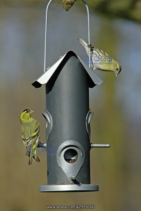 : Siskin - 2 birds at feeder in garden : Siskin - 2 birds at feeder in garden