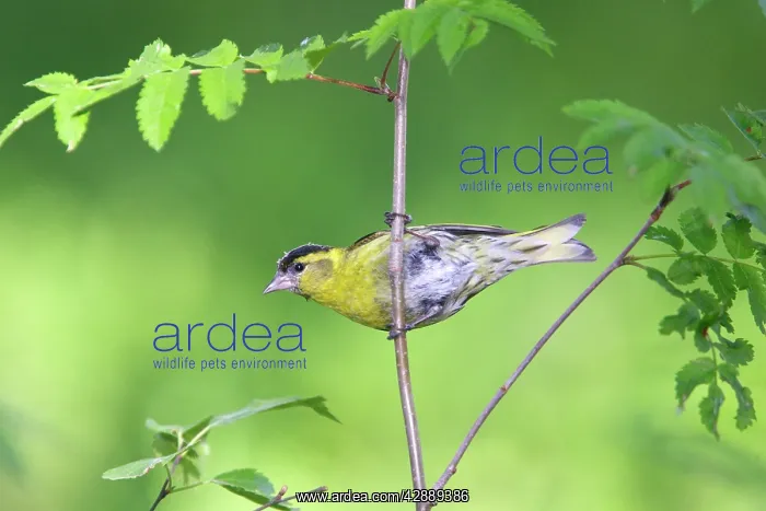  : Siskin (Carduelis spinus). Kuhmo, Finland