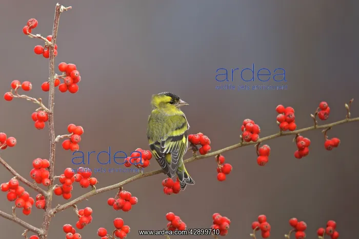  : Siskin (Carduelis spinus). Scotland