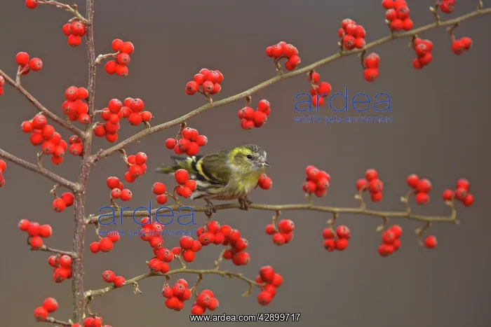  : Siskin (Carduelis spinus). Scotland