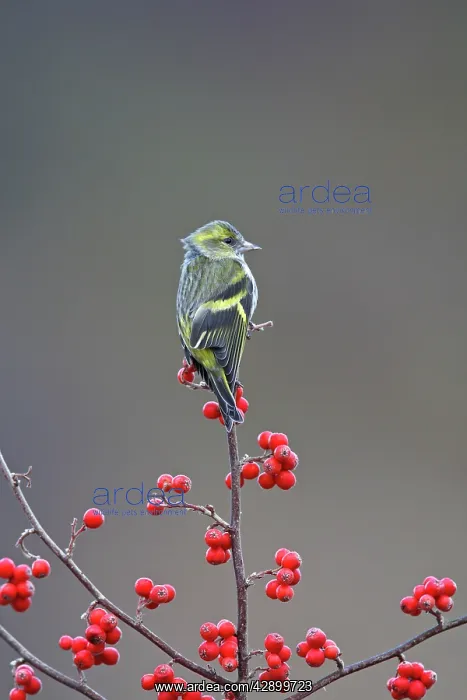  : Siskin (Carduelis spinus). Scotland