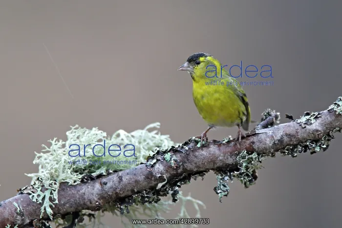  : Siskin (Carduelis spinus). Scotland
