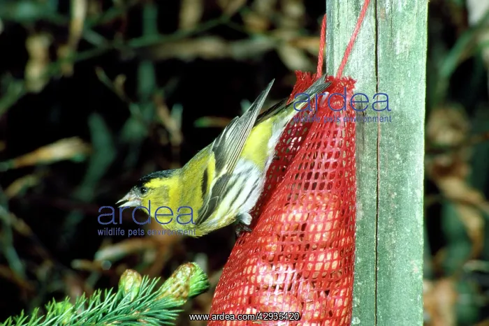 : SISKIN - on bird feeder : SISKIN - on bird feeder