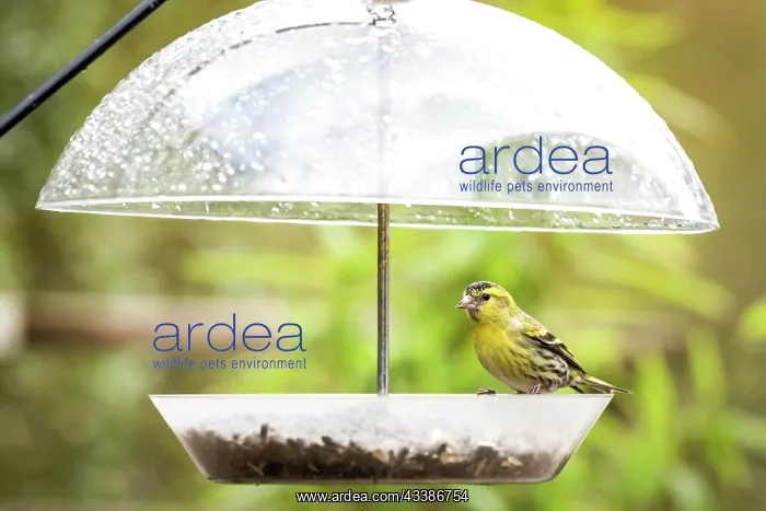 : Siskin bird taking cover for the rain on a feedi : Siskin bird taking cover for the rain on a feedi