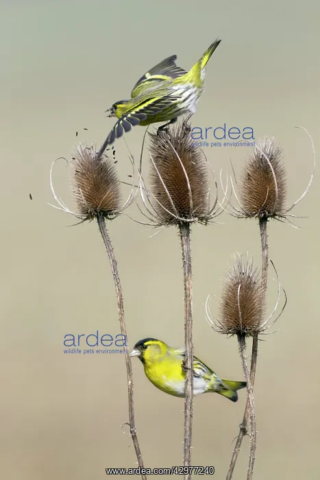 : Siskin - birds feeding on Teasel : Siskin - birds feeding on Teasel