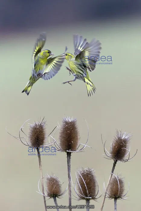 : Siskin - birds squabbling over Teasel : Siskin - birds squabbling over Teasel