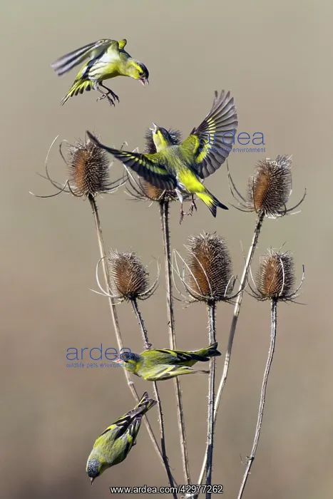 : Siskin - birds squabbling over Teasel : Siskin - birds squabbling over Teasel