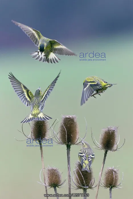  : Siskin - birds squabbling over Teasel