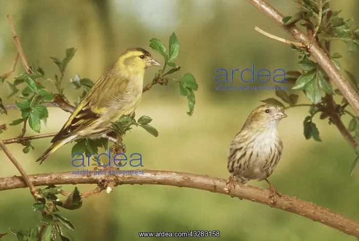 : SISKIN - two on branch : SISKIN - two on branch