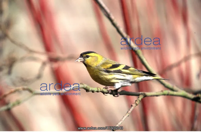: SISKIN - on branch : SISKIN - on branch