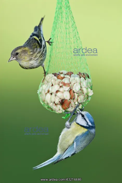 : Siskin (Carduelis spinus) and Blue tit (Parus caeruleus) : Siskin (Carduelis spinus) and Blue tit (Parus caeruleus)