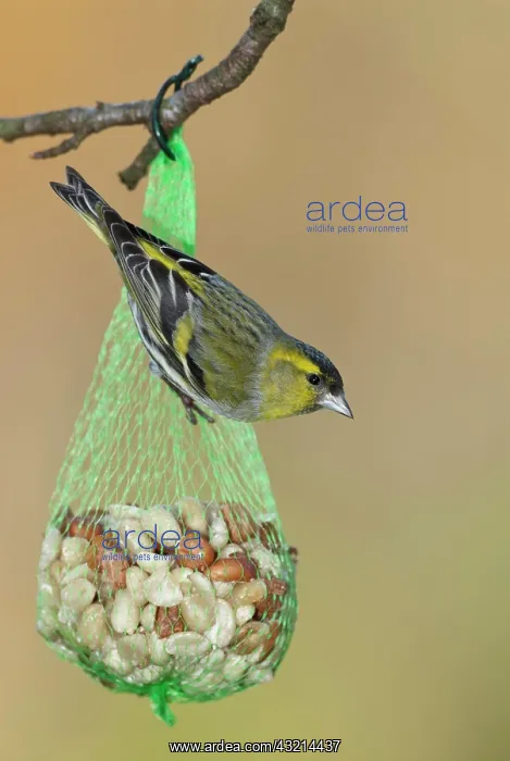 : Siskin (Carduelis spinus) at winter feeding, North : Siskin (Carduelis spinus) at winter feeding, North