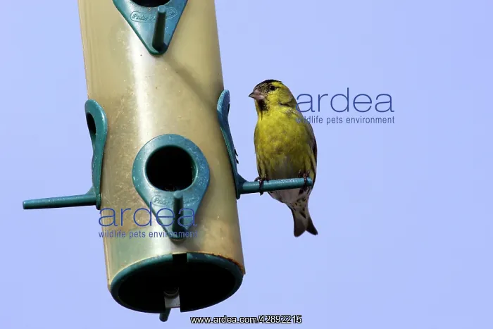 : Siskin - feeding on birdfeeder : Siskin - feeding on birdfeeder