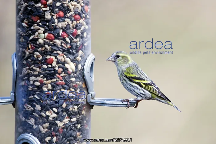 : Siskin - female on bird feeder : Siskin - female on bird feeder