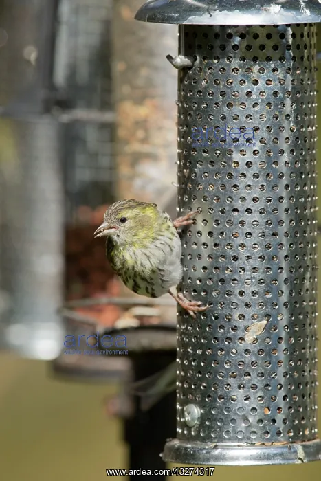 : Siskin - female on feeder : Siskin - female on feeder