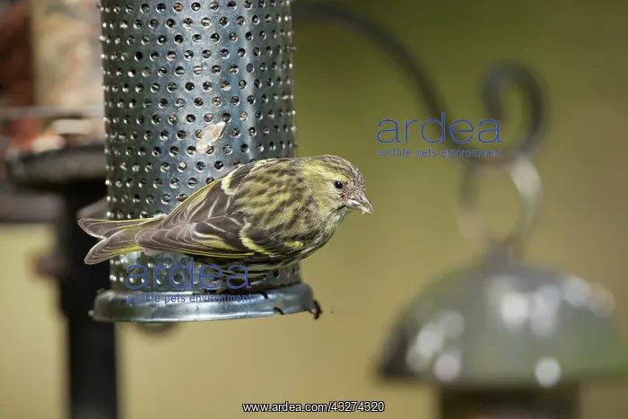 : Siskin - female on feeder : Siskin - female on feeder