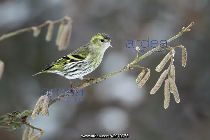 : Siskin - female perched on branch : Siskin - female perched on branch