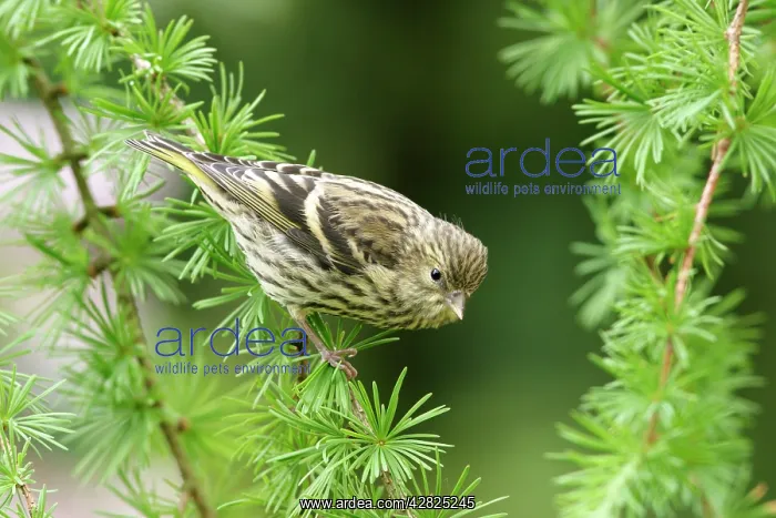 : Siskin - Female on spruce : Siskin - Female on spruce