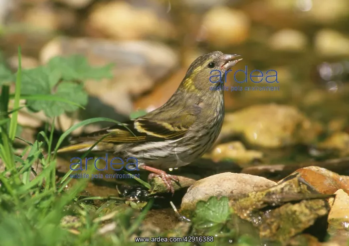 : Siskin - female at water stream : Siskin - female at water stream