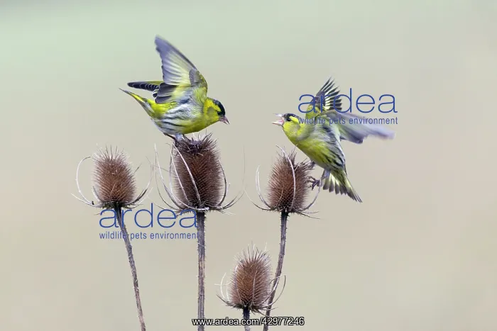  : Siskin - fighting over Teasel