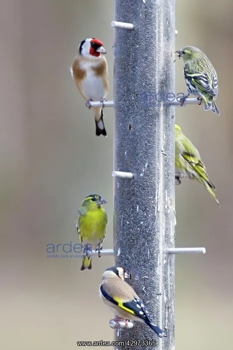 : Siskin and Goldfinch (Carduelis carduelis) - on : Siskin and Goldfinch (Carduelis carduelis) - on