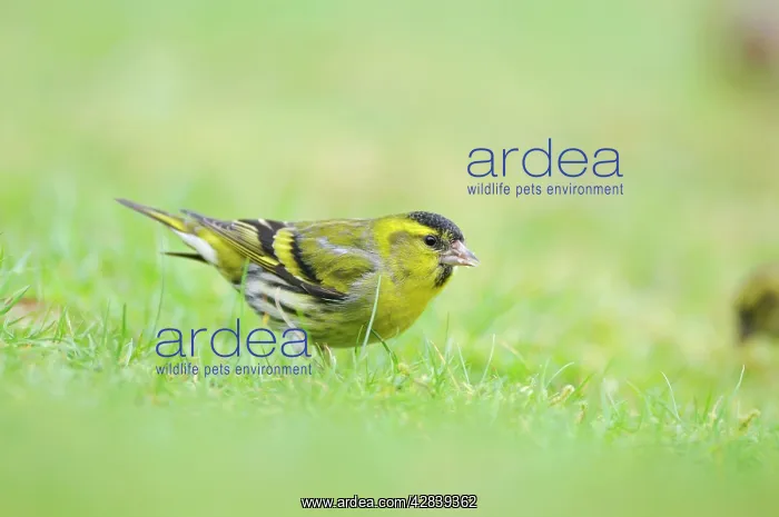 : Siskin - on ground : Siskin - on ground