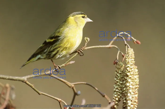 : SISKIN - ON HAZEL CATKINS TWIG : SISKIN - ON HAZEL CATKINS TWIG