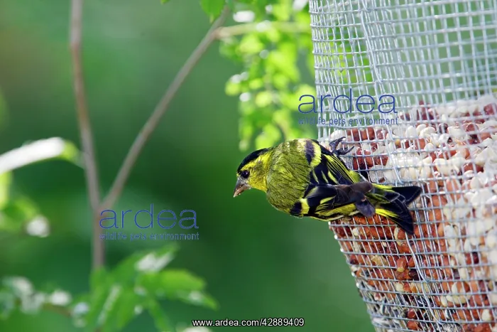 : Siskin - male : Siskin - male