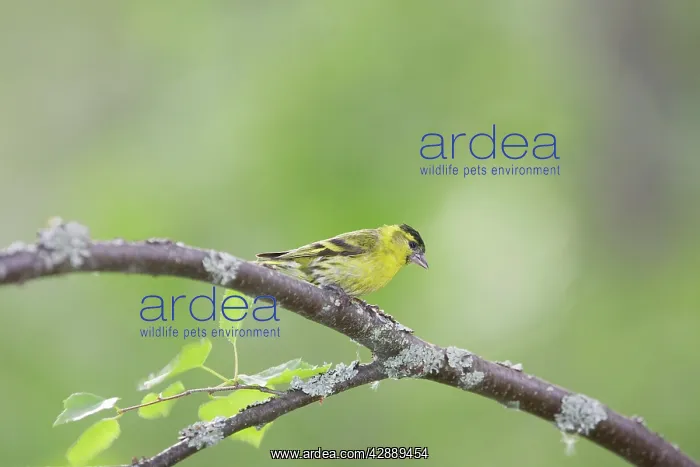  : Siskin - male