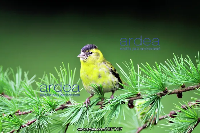 : Siskin - Male : Siskin - Male